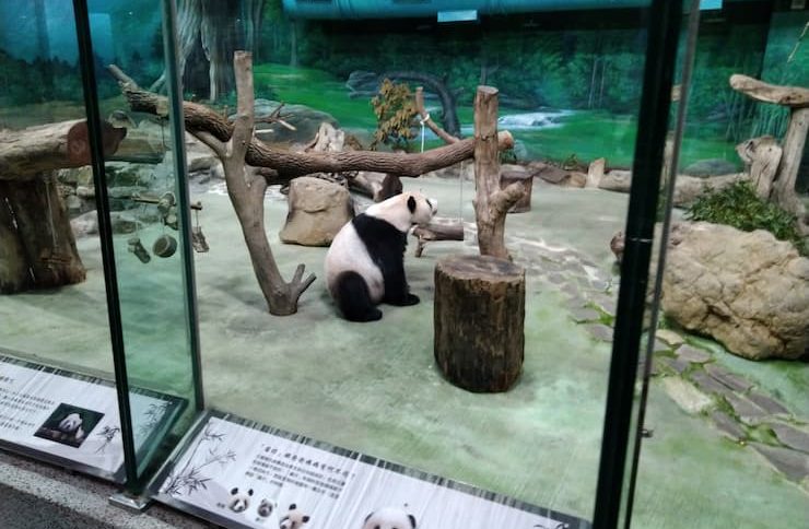 台北市立動物園パンダ